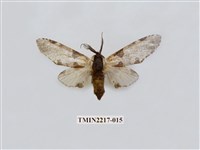 藏品(臺灣枝背舟蛾)的圖片